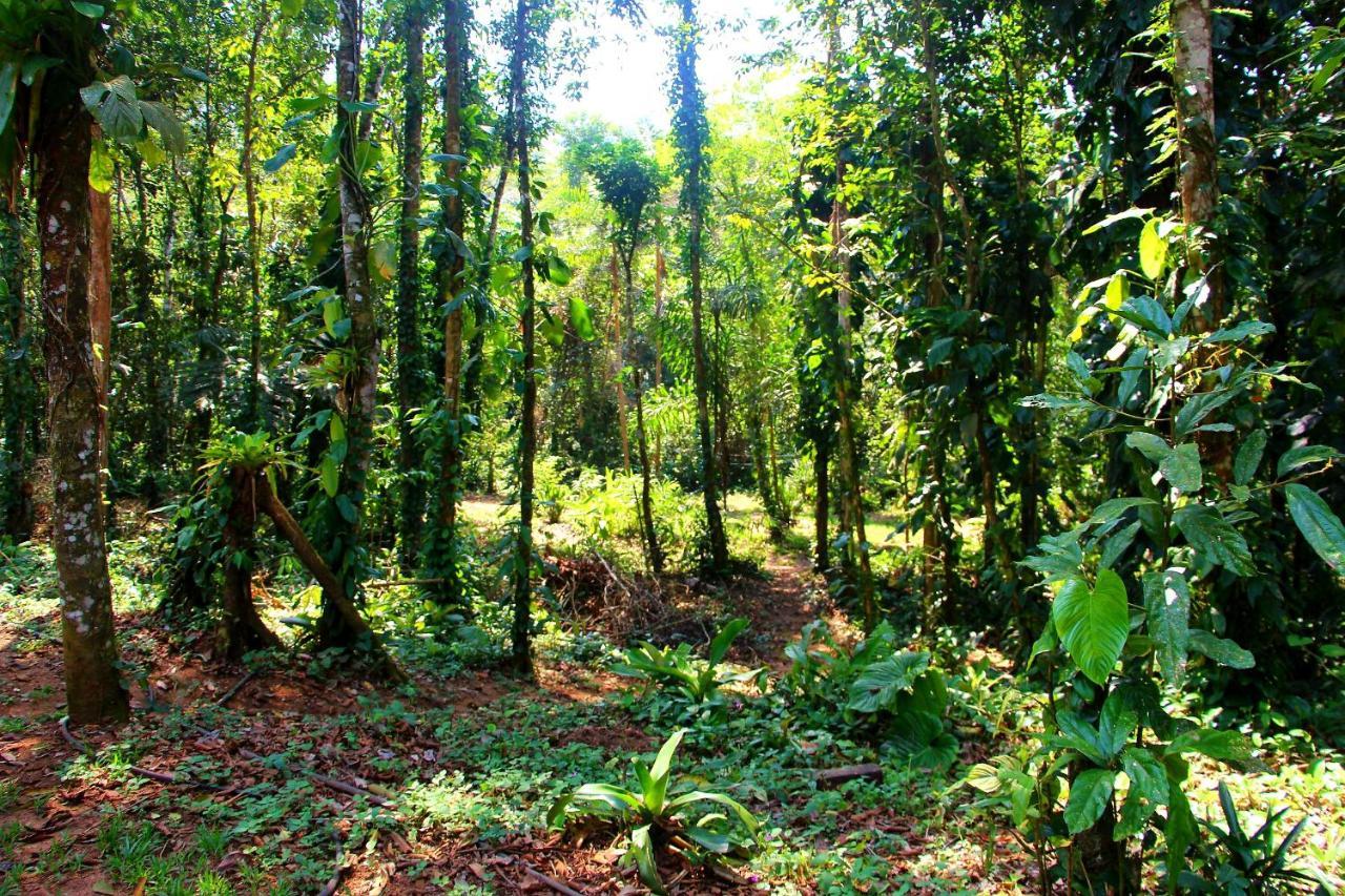 Sitio Das Bromelias Cachoeira Do Tombador 乌巴图巴 外观 照片