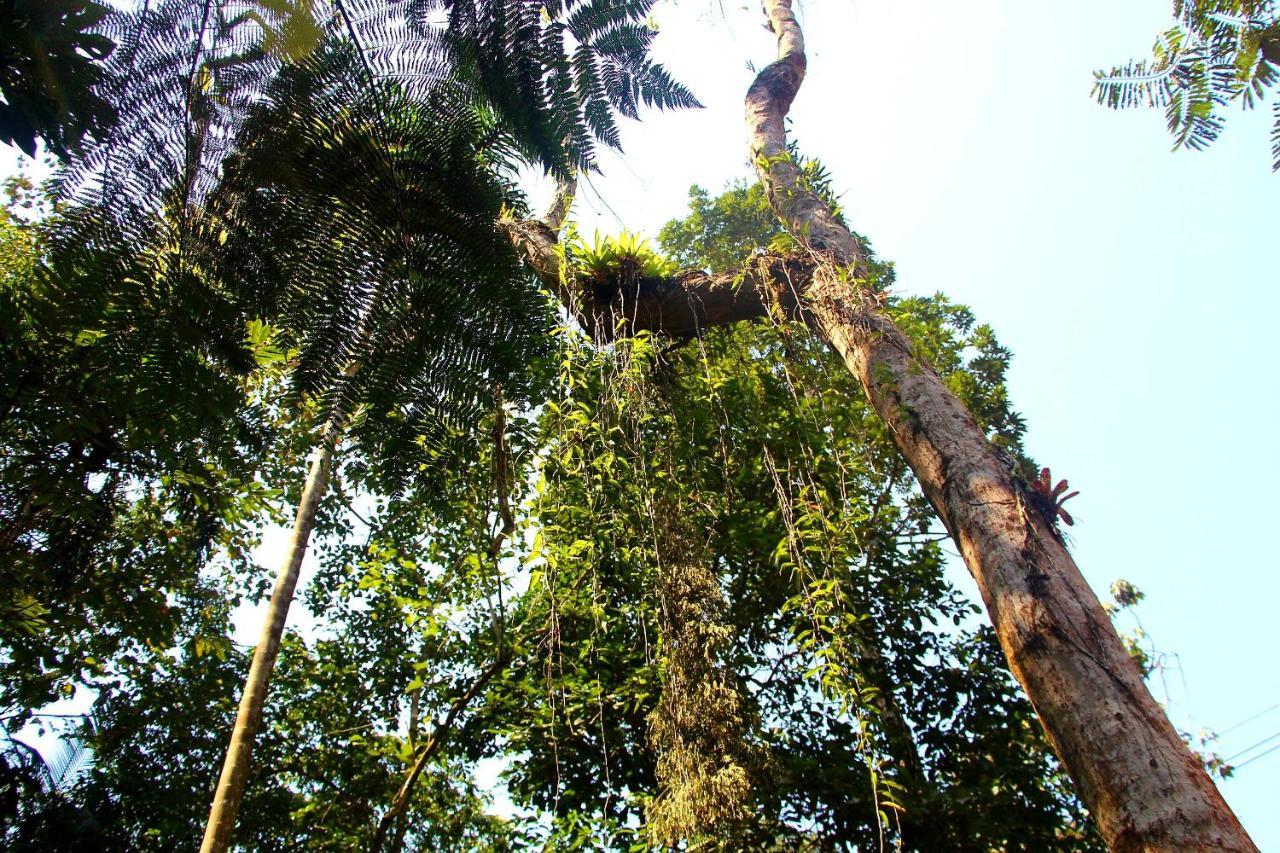 Sitio Das Bromelias Cachoeira Do Tombador 乌巴图巴 外观 照片
