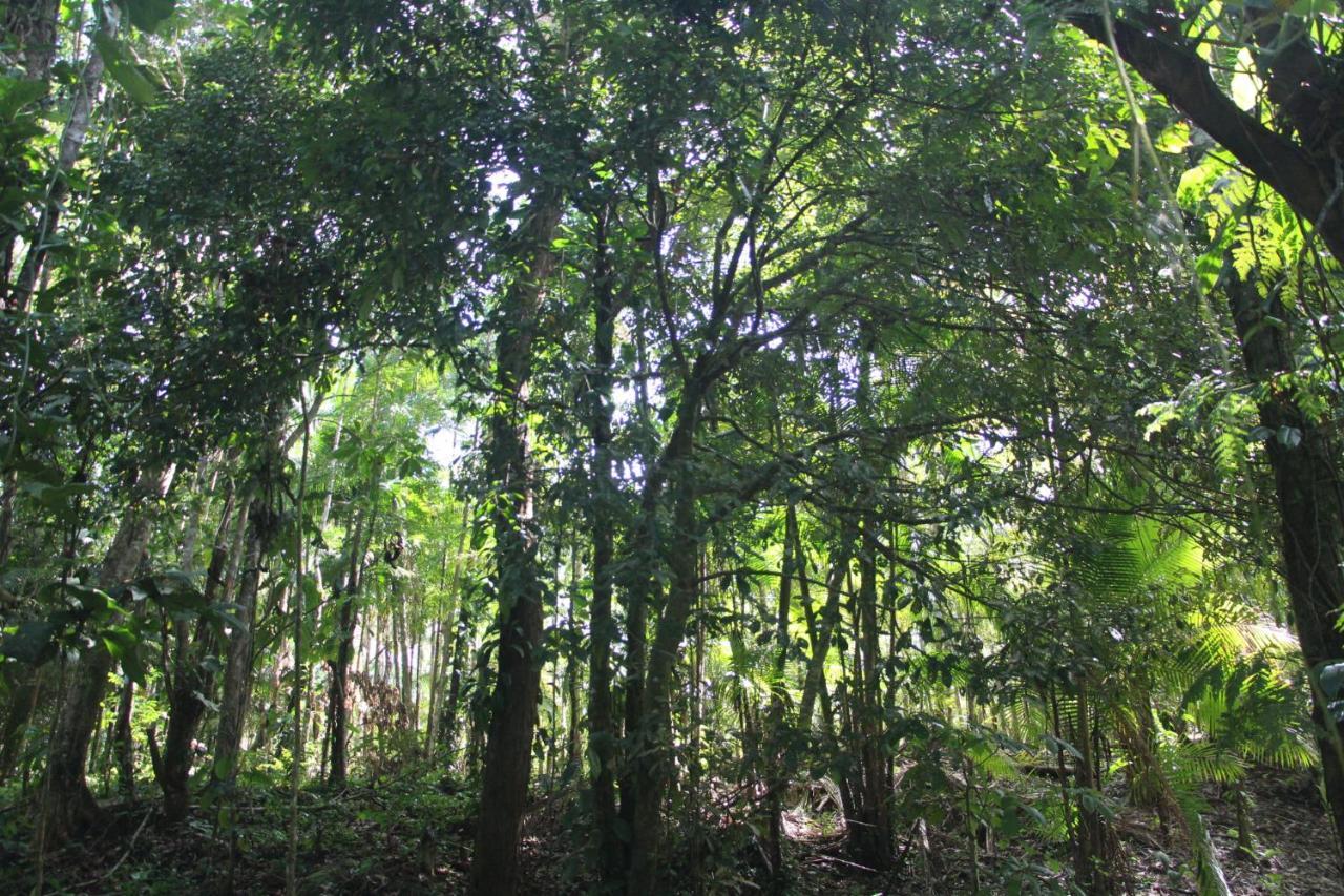 Sitio Das Bromelias Cachoeira Do Tombador 乌巴图巴 外观 照片