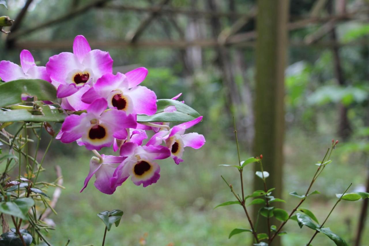 Sitio Das Bromelias Cachoeira Do Tombador 乌巴图巴 外观 照片