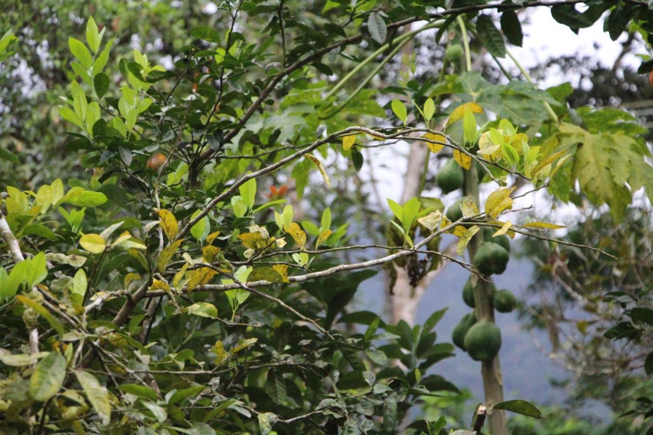 Sitio Das Bromelias Cachoeira Do Tombador 乌巴图巴 外观 照片